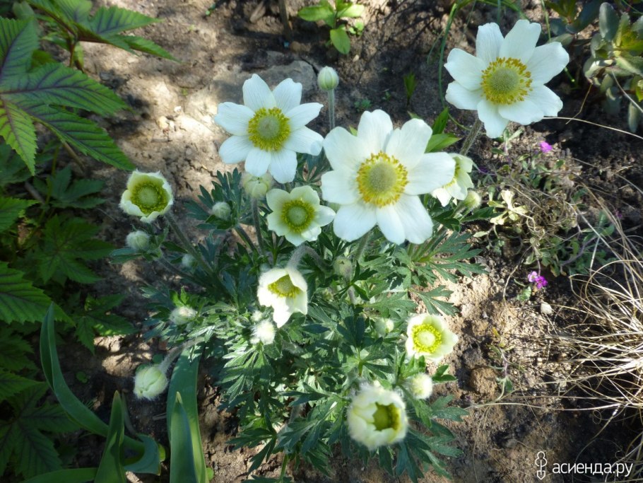 Анемона хубейская praecox