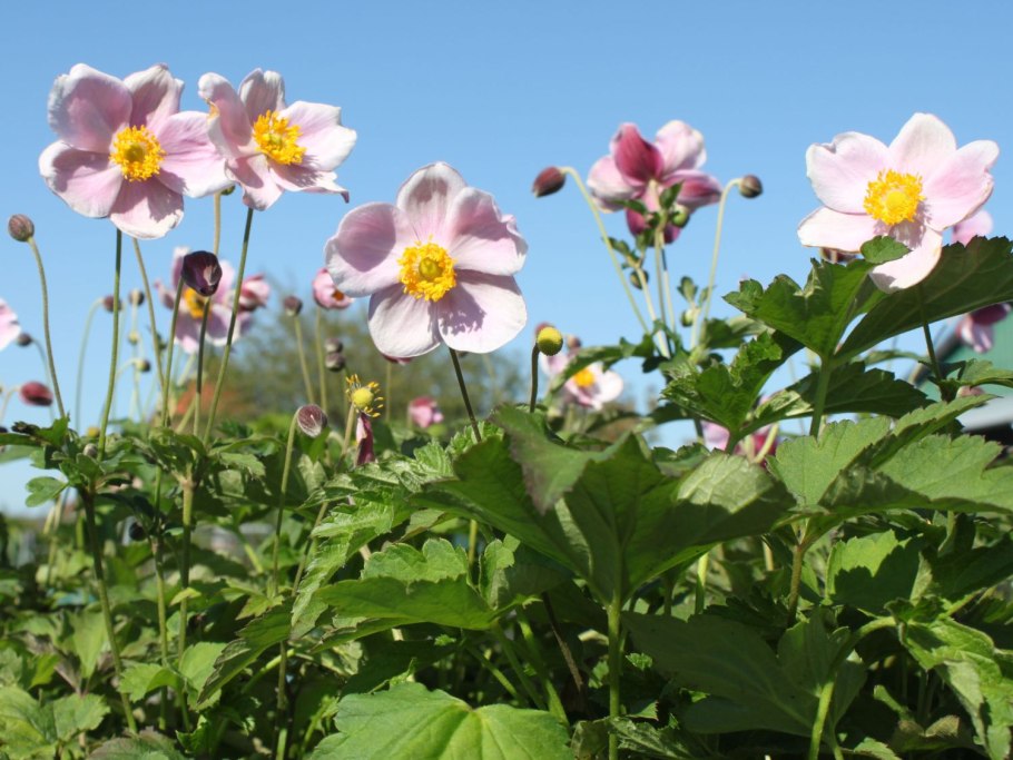 Ветреница хубэйская