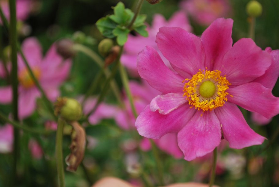 Анемона японская 'Prinz Heinrich'