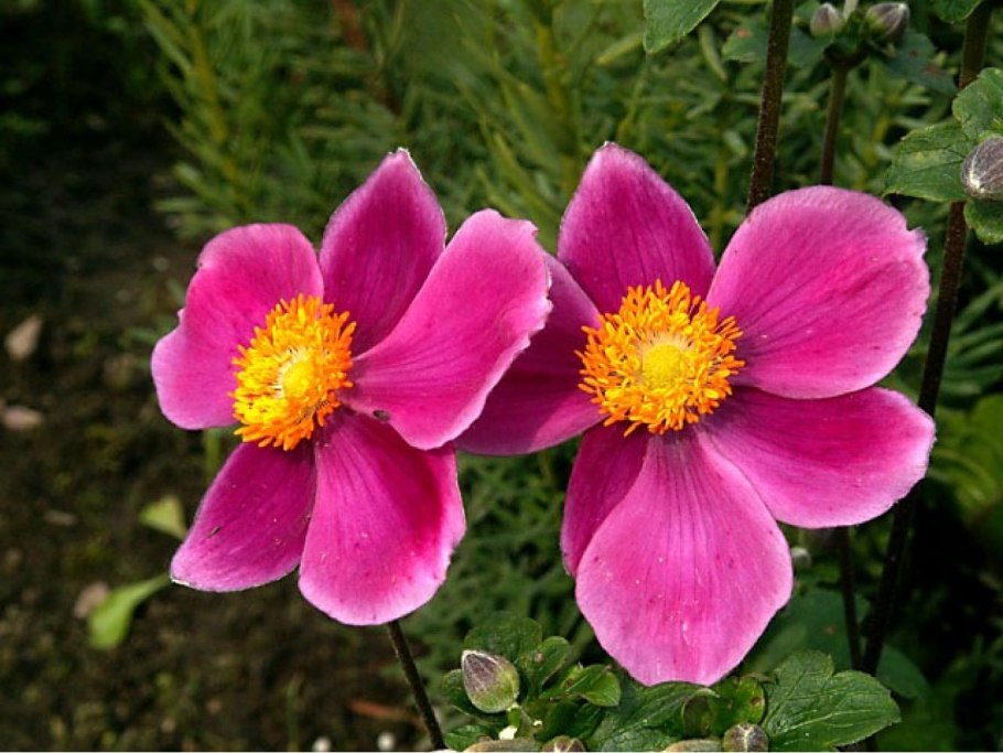 Анемона хубейская Anemone hupehensis