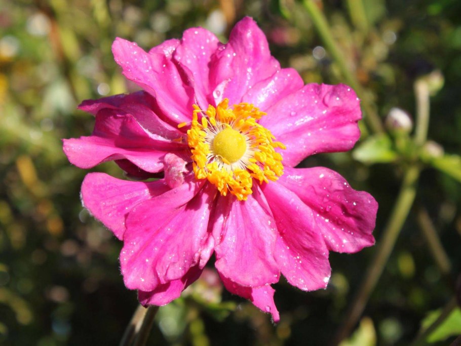 Анемона принц Генрих