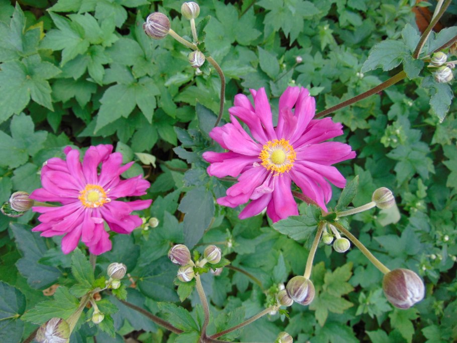 Анемона японская 'Prinz Heinrich'