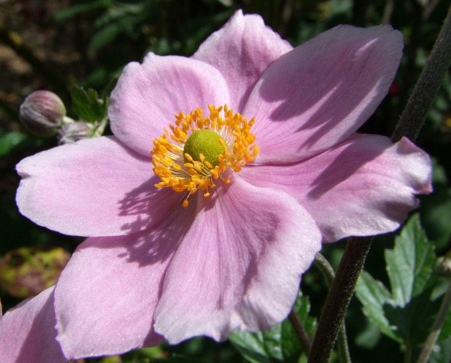 Анемона Pamina