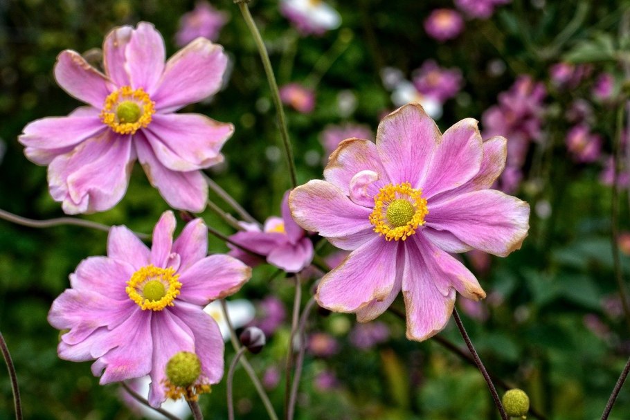 Ветреница хубэйская