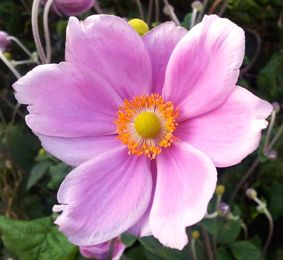 Anemone blanda Pink
