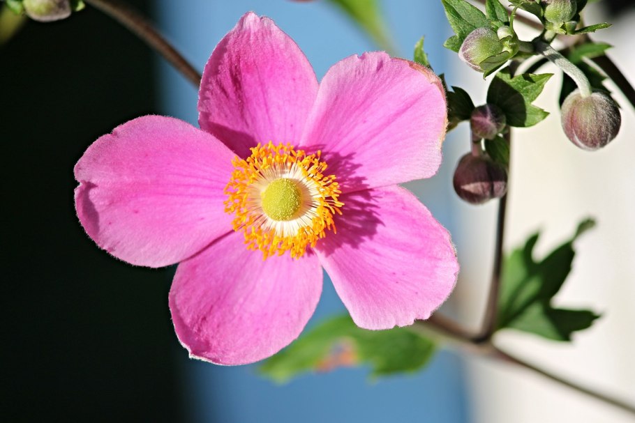 Ветреница хубэйская