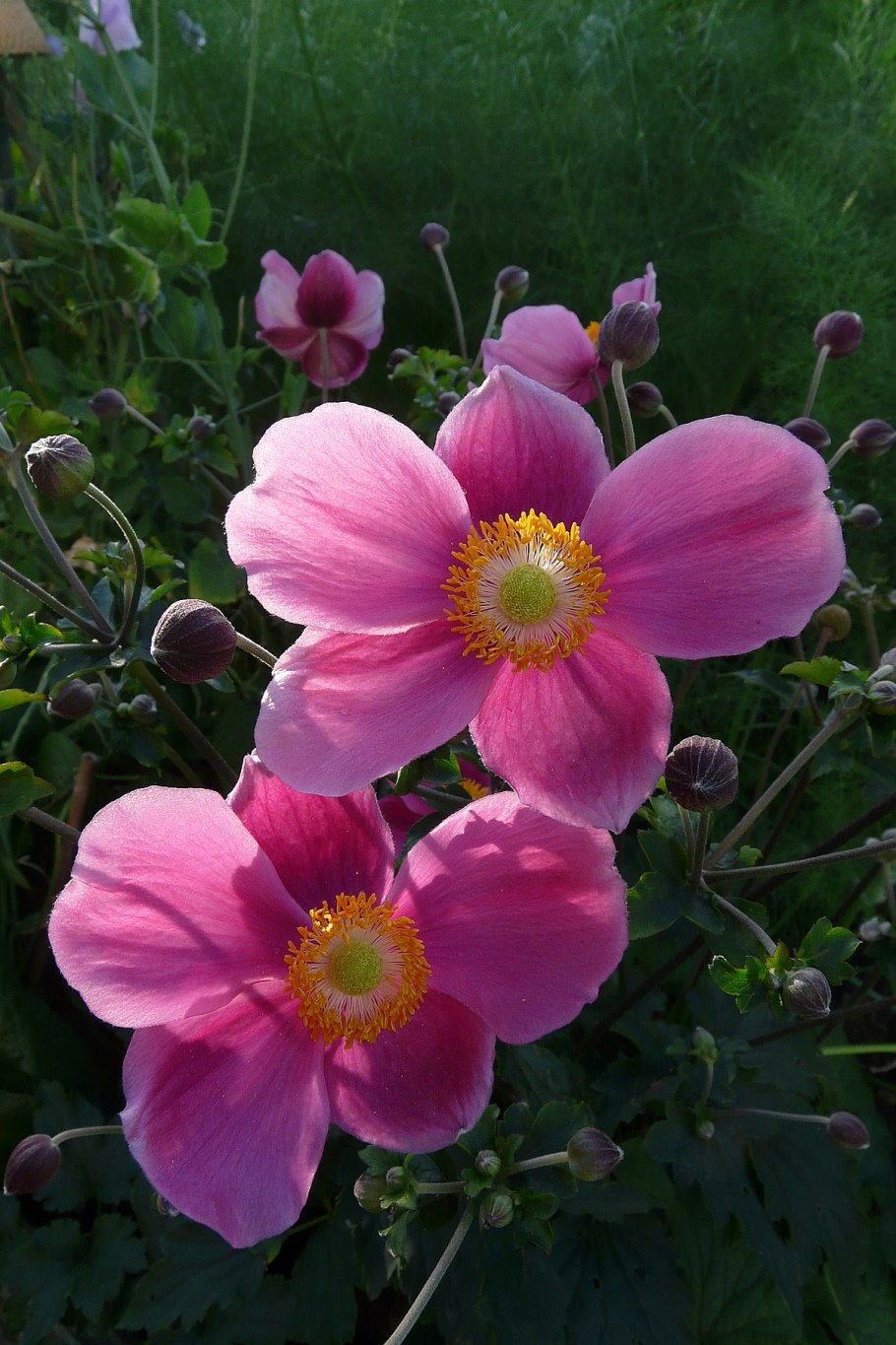 Анемона прекокс