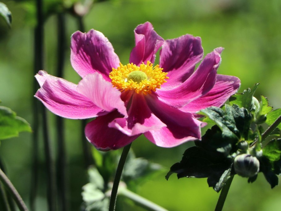 Анемона хубейская принц Генрих