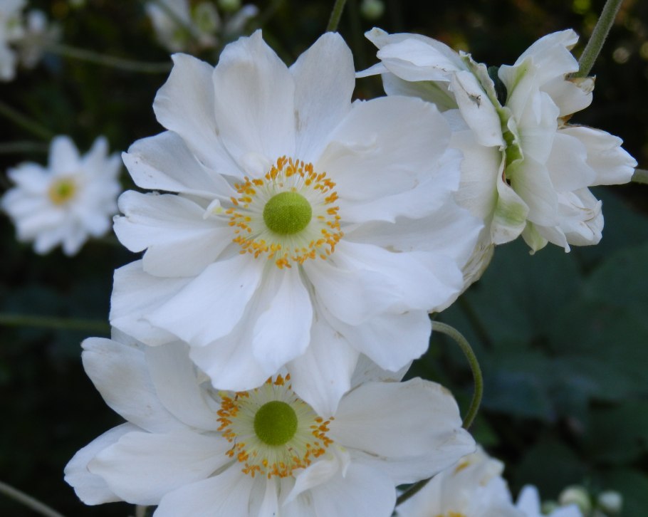 Анемона японская 'Honorine Jobert'
