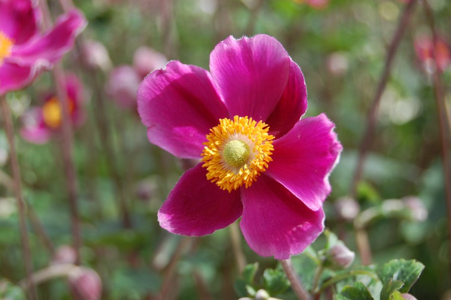Anemone hupehensis 'splendens'