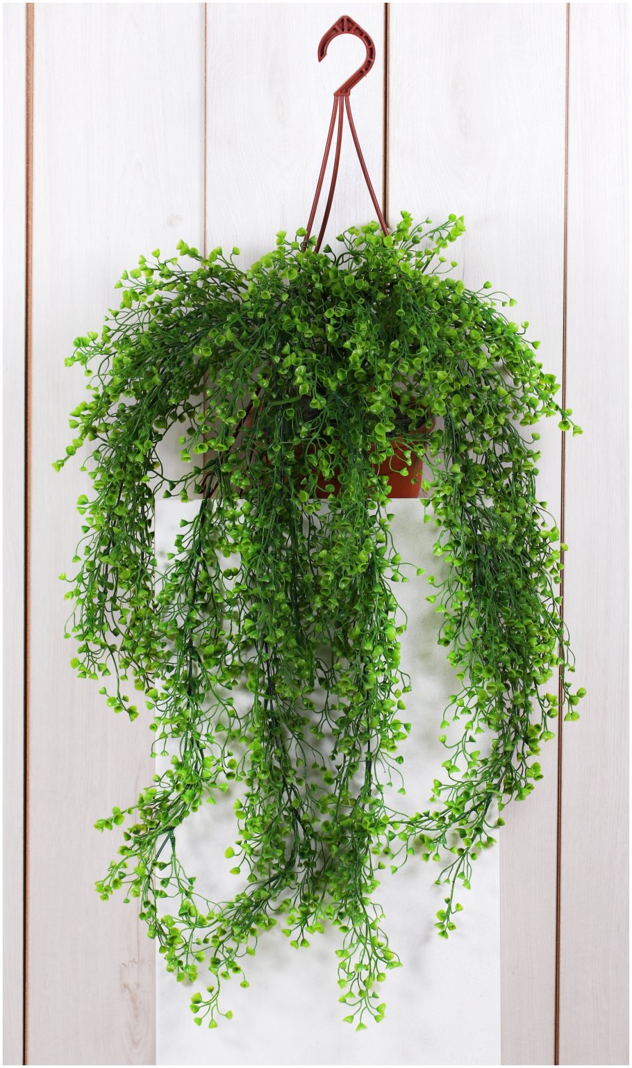 Ампельная роза