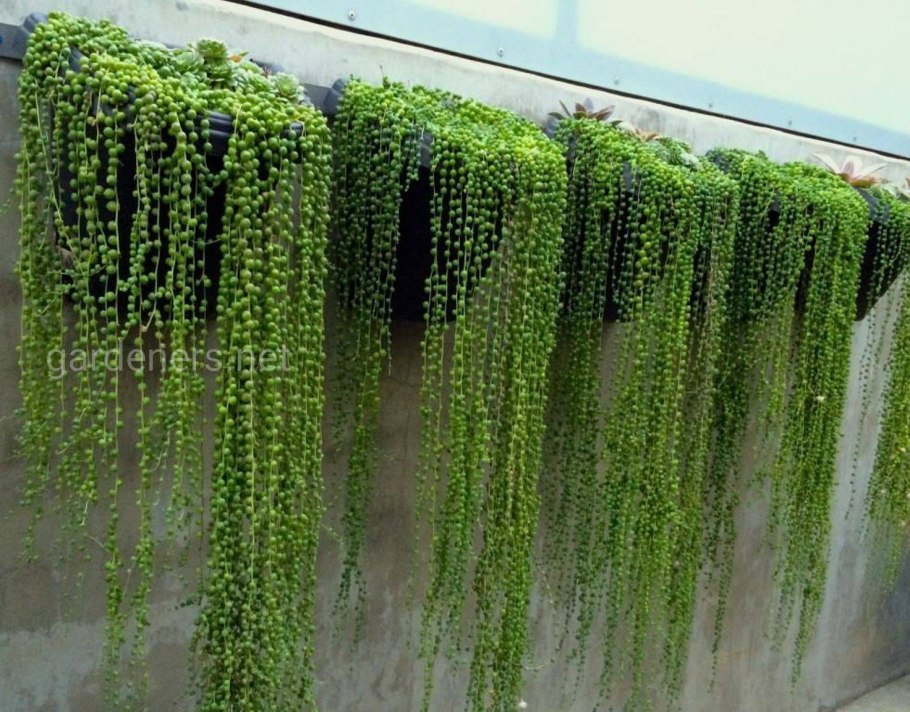 Цветы свисающие с потолка