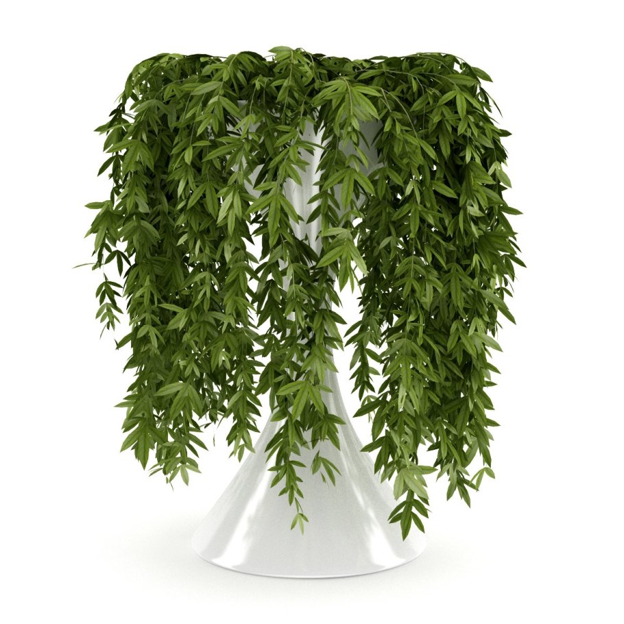 Аспарагус Лиана