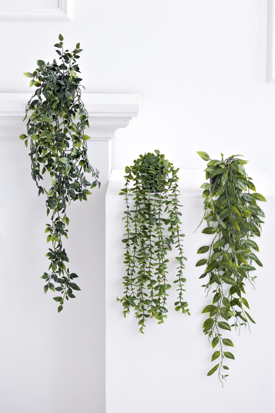 Свисающее растение в горшке