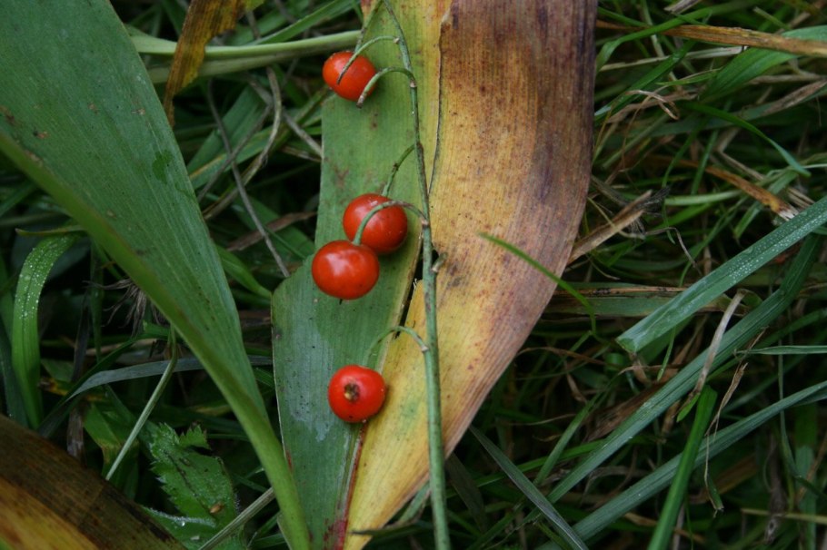 Ландыш Майский ягоды