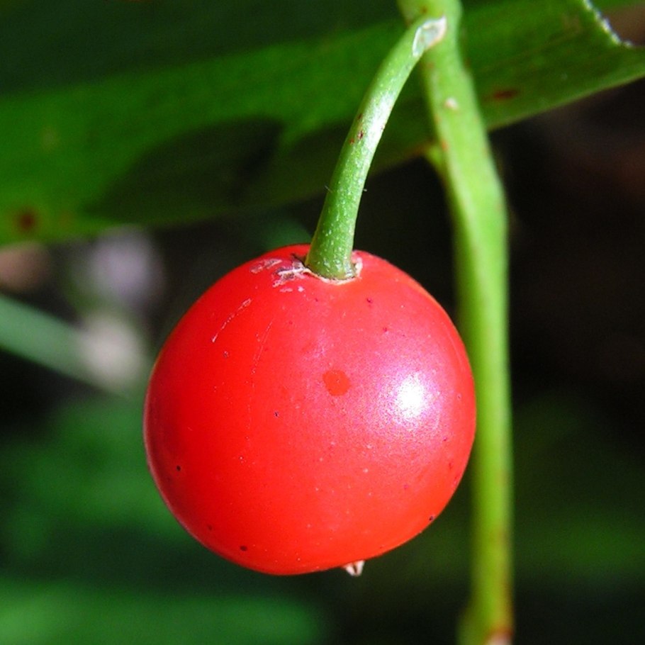 Папоротник с оранжевыми ягодами