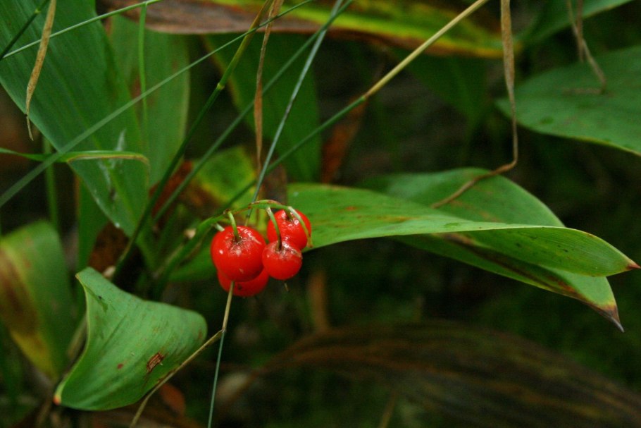 Ландыш майский ягоды