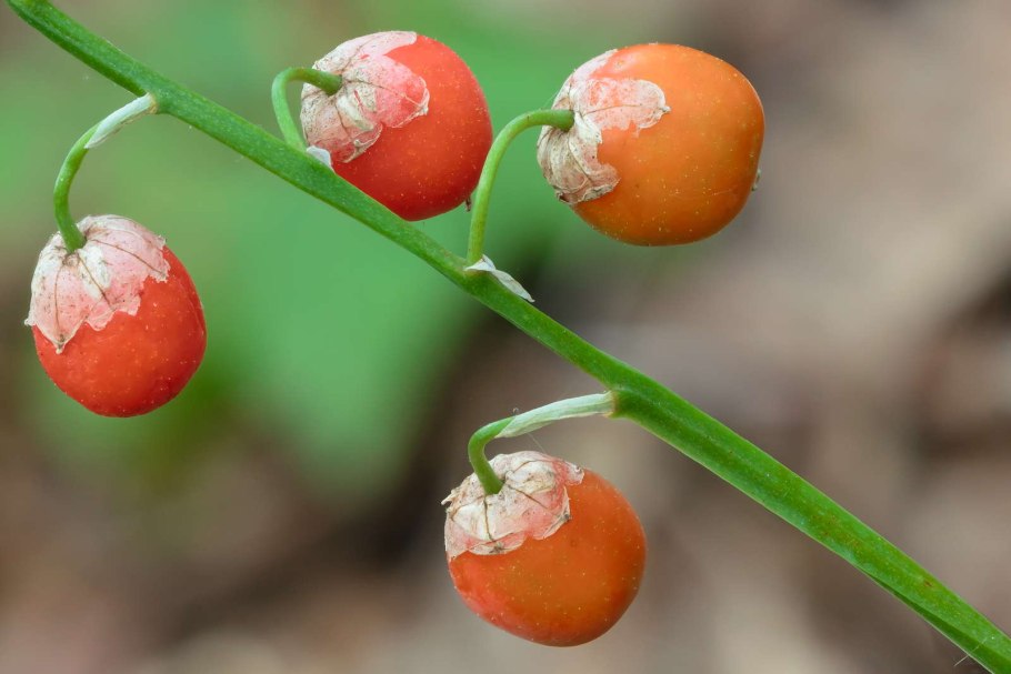 Ландыш ягоды ядовитые