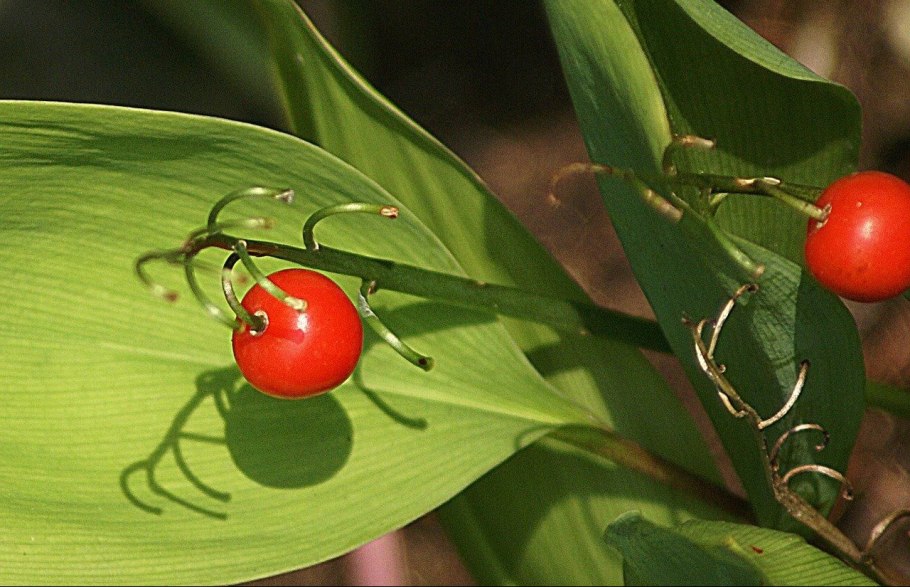 Ландыш Майский ягоды