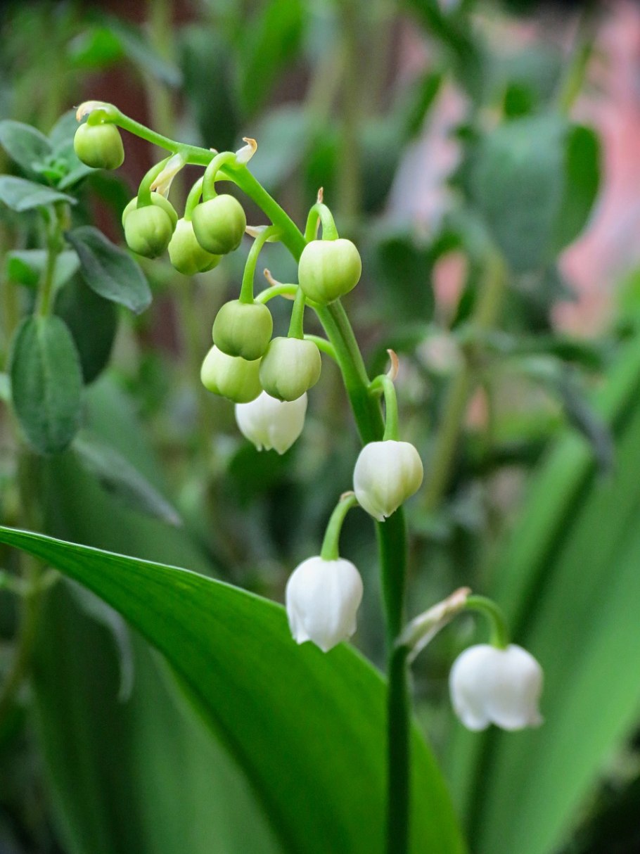 Древогубец лазящий (Celastrus Scandens l.)