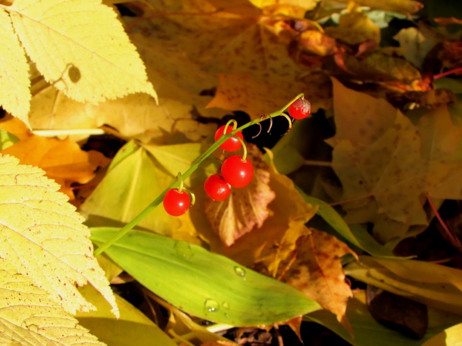 Ландыш Майский ядовитое растение
