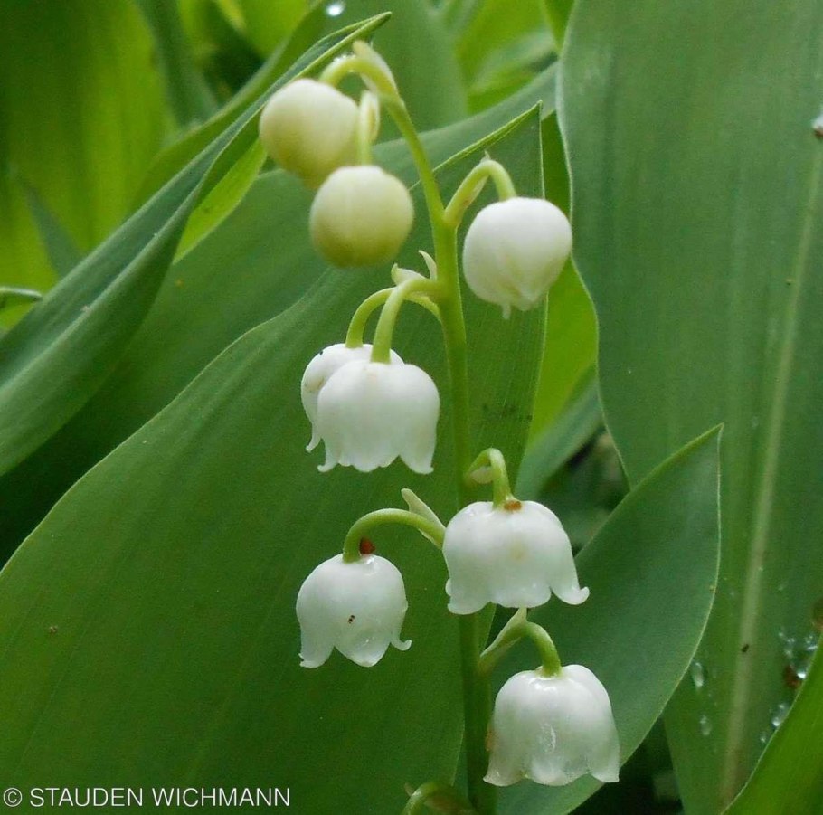 Ландыш Майский красная книга