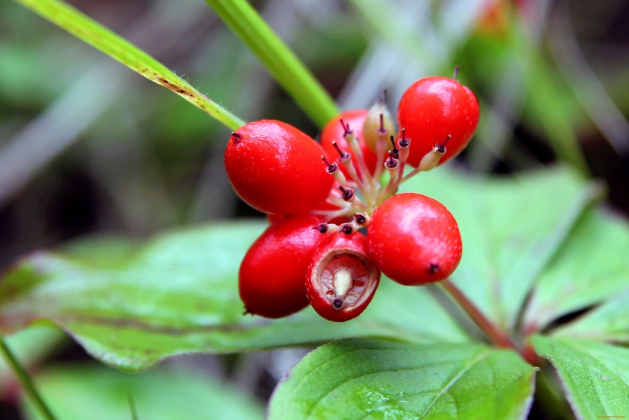 Завядшие Ландыши