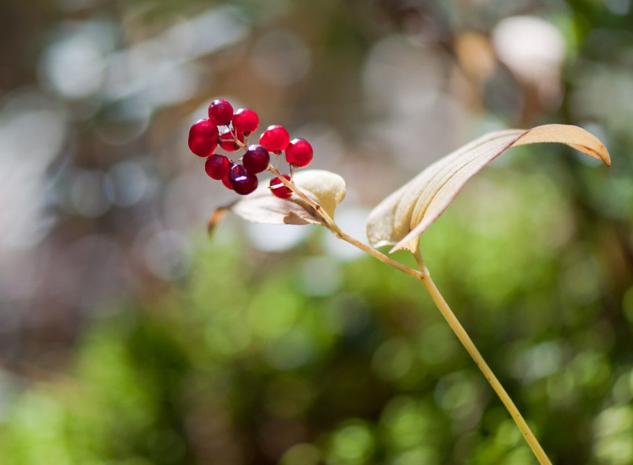 Ландыш Майский ягоды