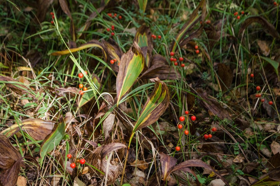 Ландыш Майский ягоды