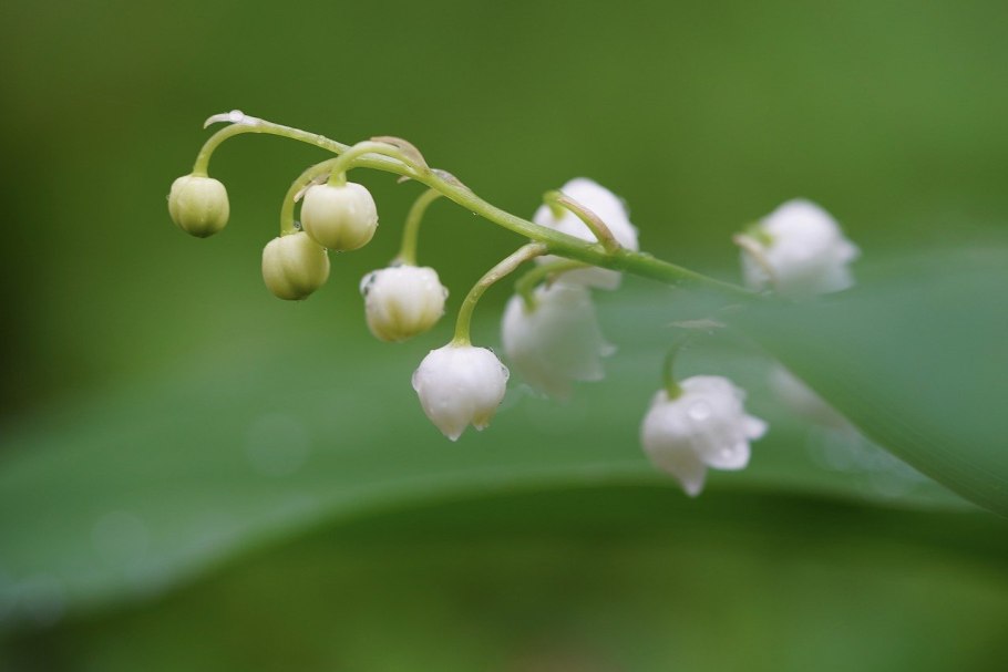 Лесные растения с несъедобными плодами