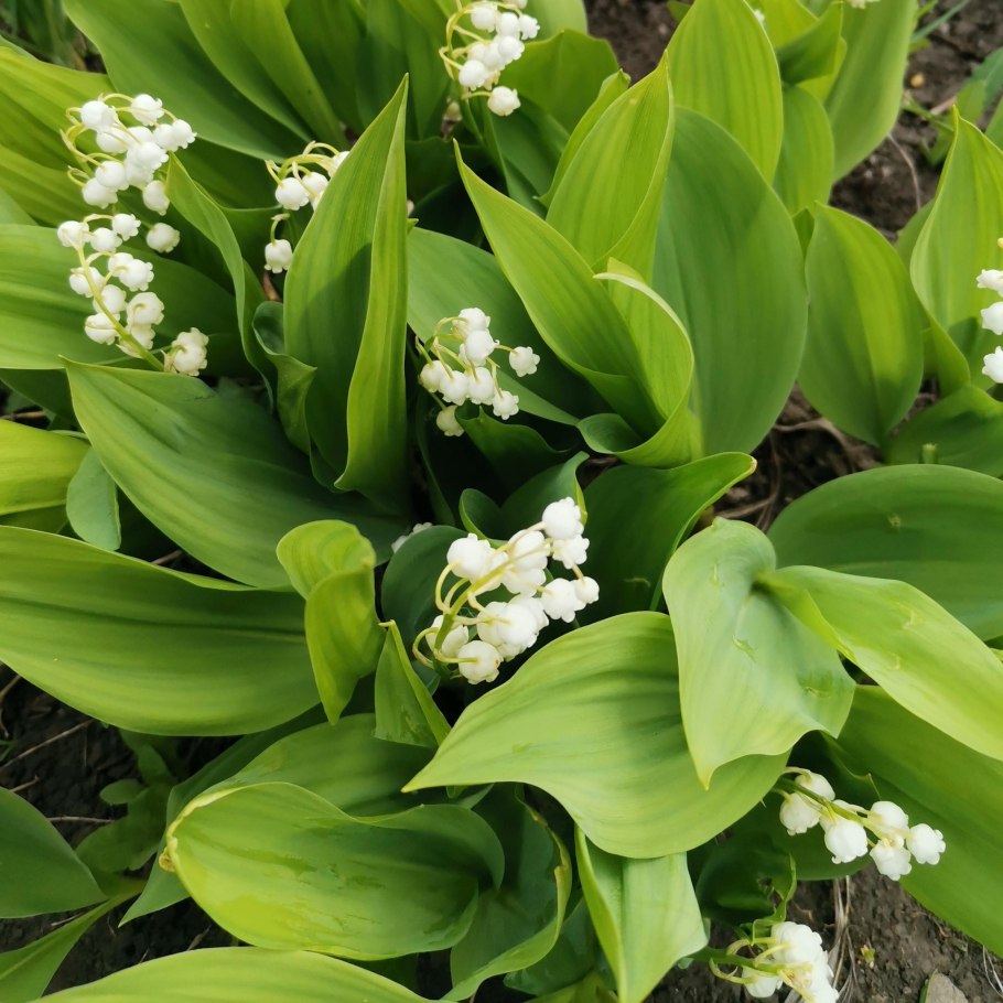 Ландыши майские