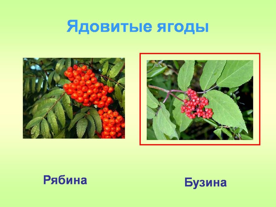 Ландыш Майский