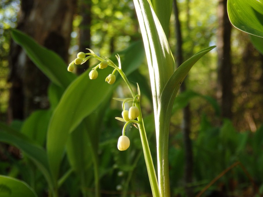 Ягоды ландыша осенью