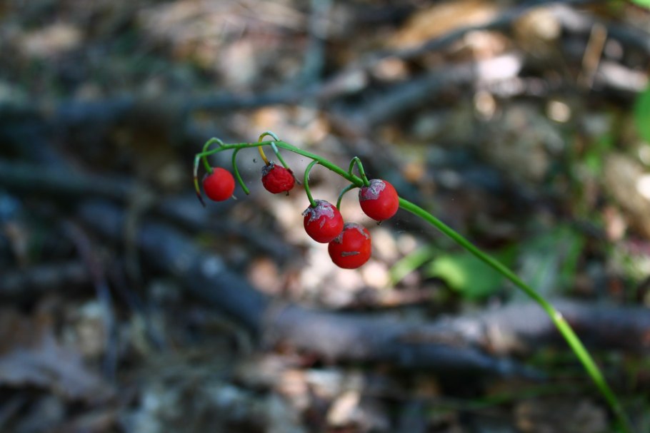 Плоды ландыша