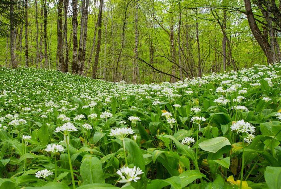 Черемша Лесная