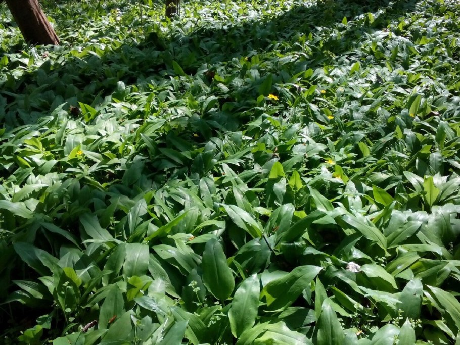 Черемша в Узбекистане