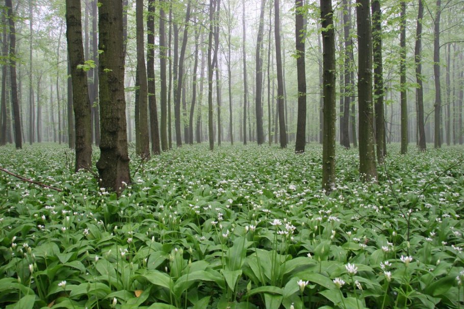 Черемша колба Медвежий лук
