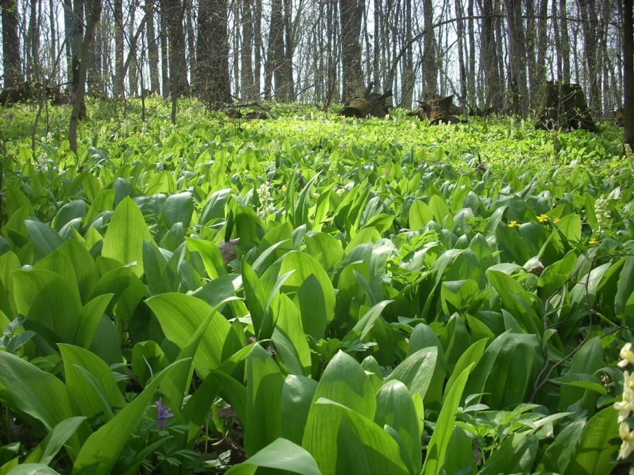 Черемша дикоросы