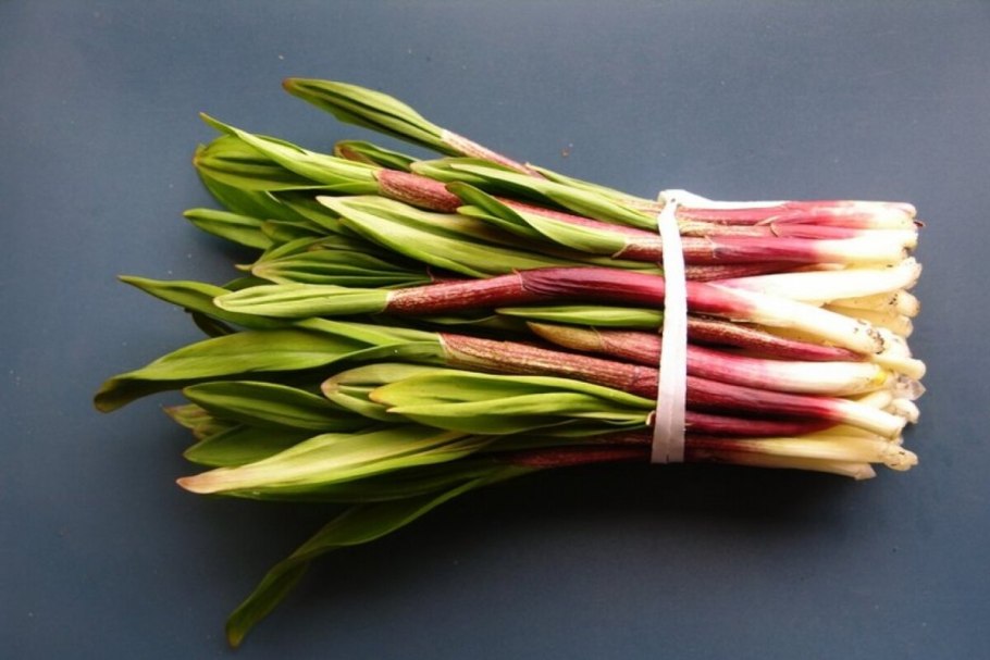 Allium ursinum черемша