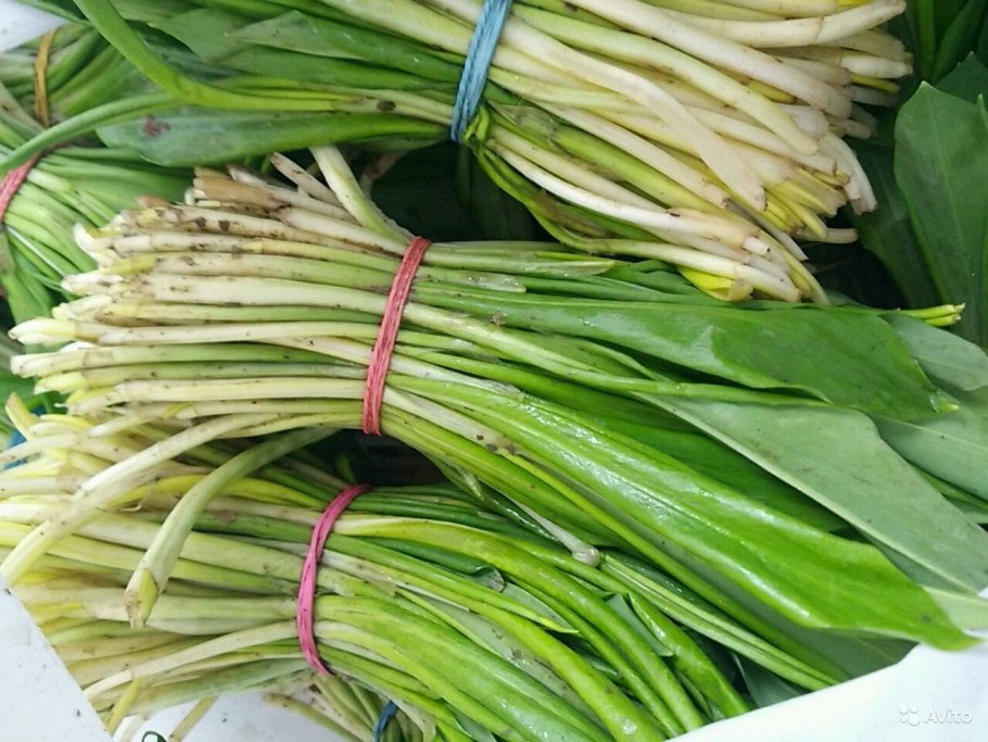 Черемша Степная