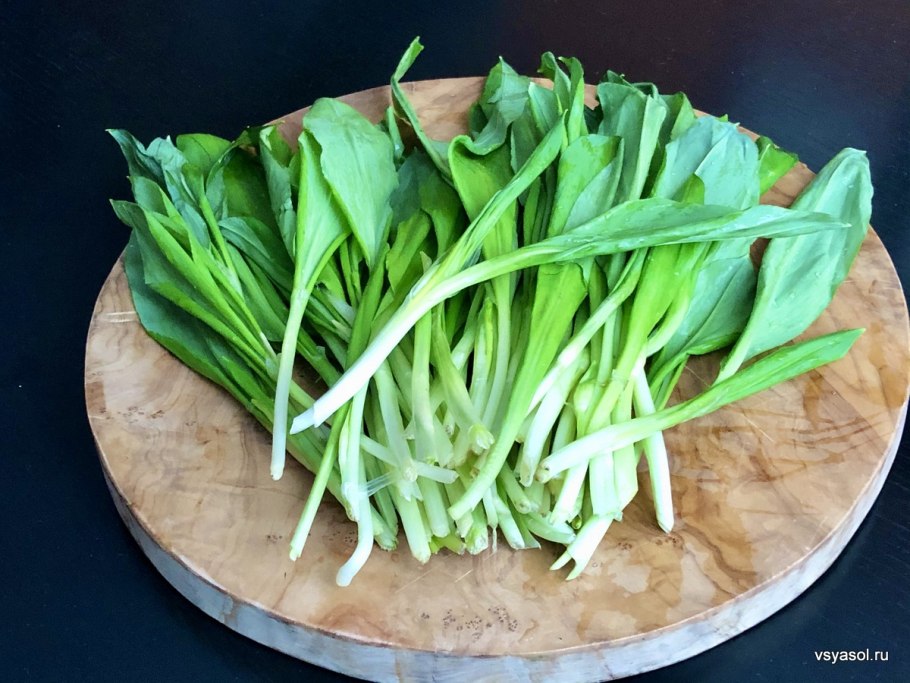 Allium ursinum черемша