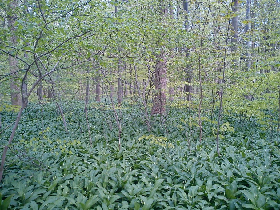 Черемша в Подмосковье