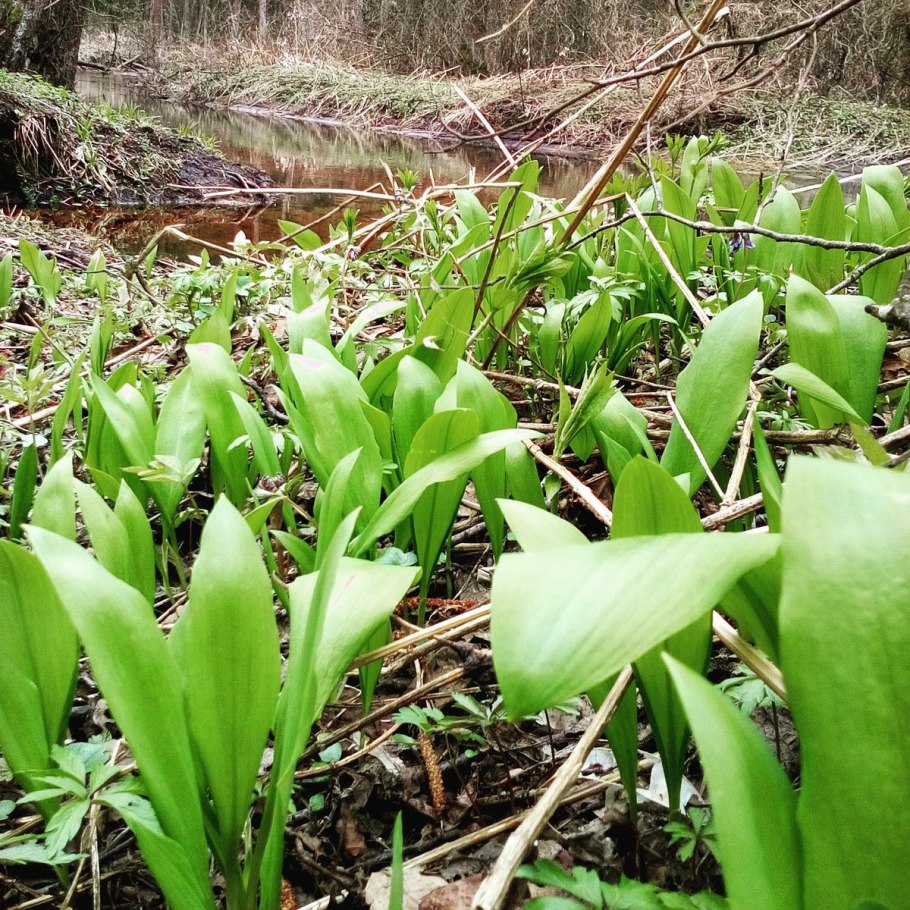 Черемша Сибирская