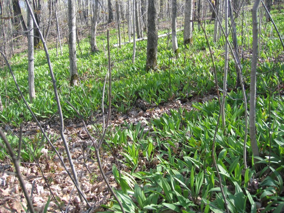 Колба черемша в лесу