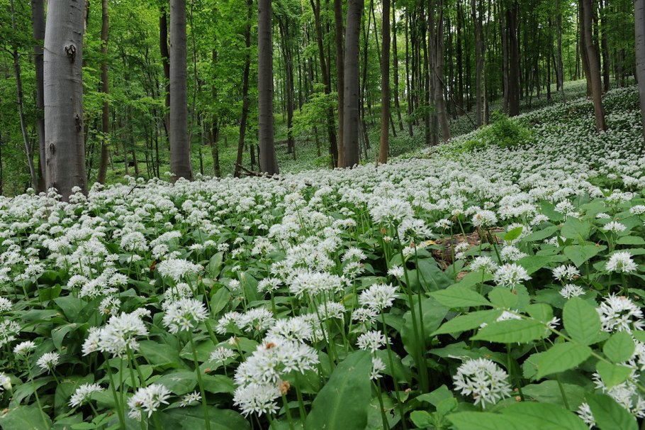 Черемша в ландшафтном дизайне