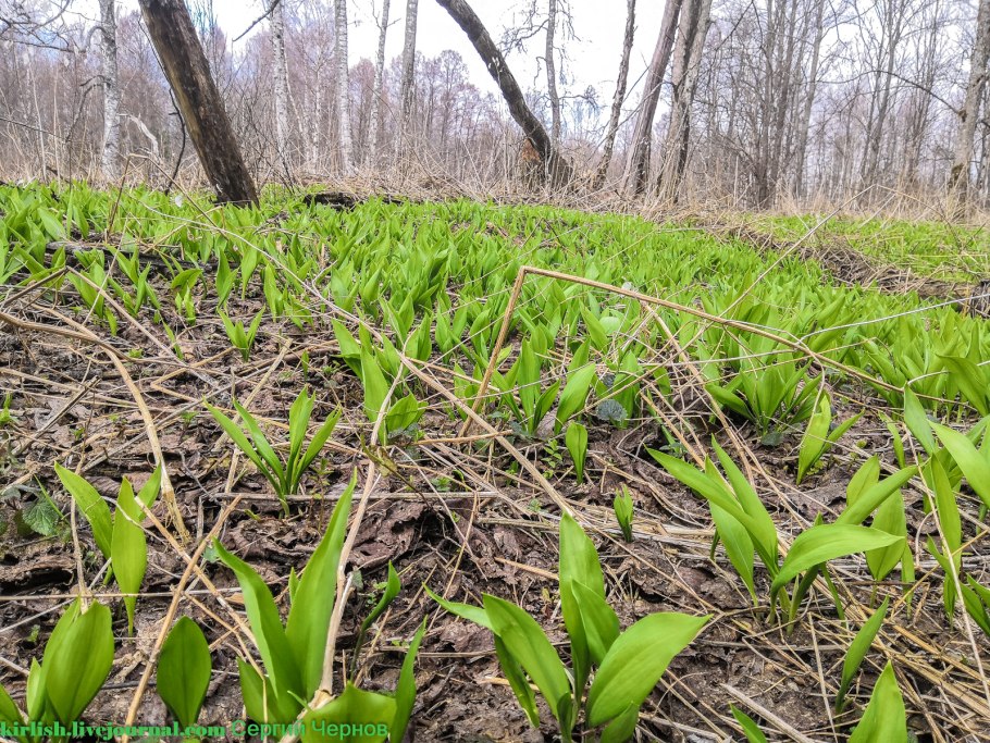 Черемша ареал