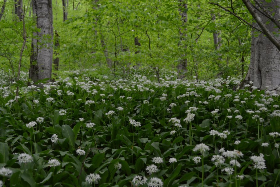 Черемша Лагонаки