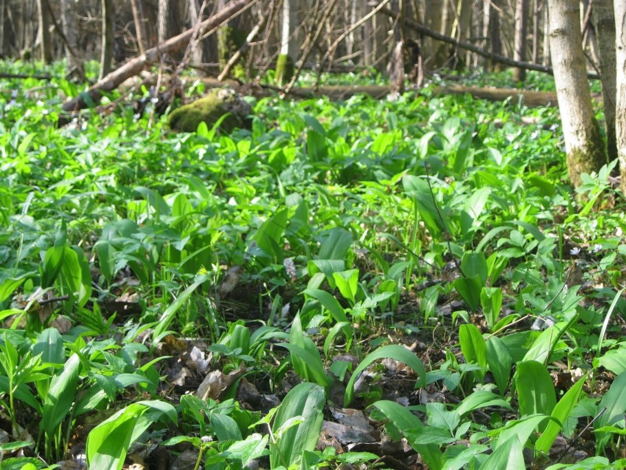 Черемша Лесная