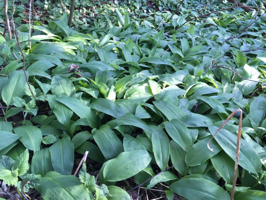 Купена черемша