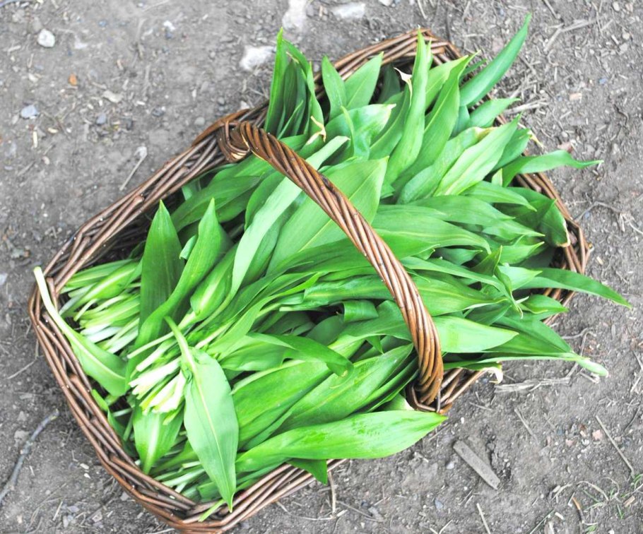 Весенняя черемша